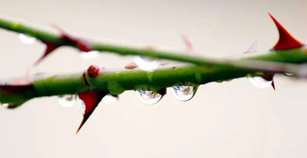 Tropfen Auf Den Rosenzweig — Stockfoto