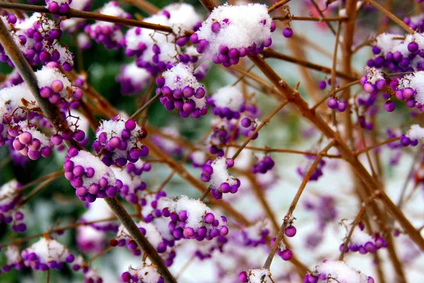 Amore Arbusto Perla Inverno — Foto Stock