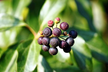 Ivy, olgunlaşmış meyve