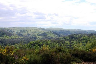 Palatinate Forest Almanya peyzaj