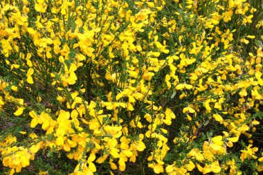 Sarı çiçekli süpürge çalı