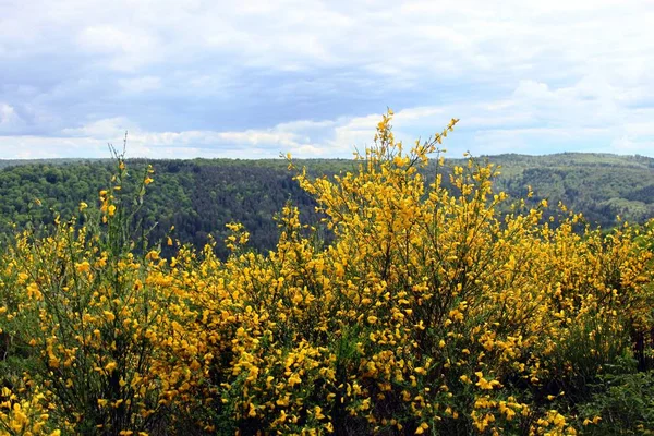 Palatinate Forest Almanya Peyzaj — Stok fotoğraf