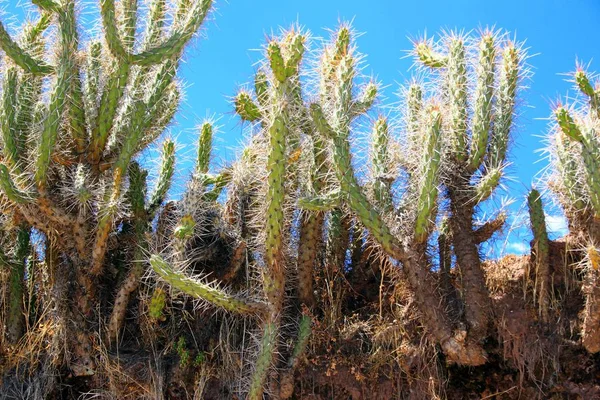 Kakteen Vor Blauem Himmel — Stockfoto