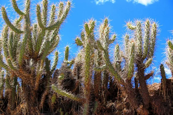 Cacti Contra Céu Azul — Fotografia de Stock