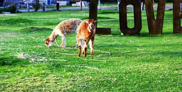 Llamas Alpagas Pérou — Photo