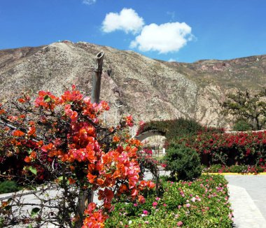 Çiçek sihirli Andes 