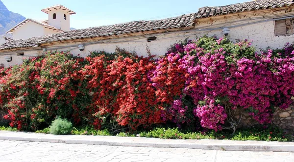 Magie Des Fleurs Dans Les Andes — Photo