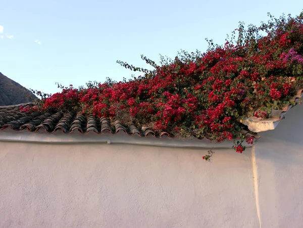 Flowers Magic Andes — Stock Photo, Image