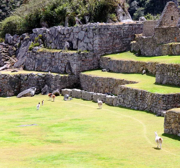 Inca Ruina Machu Picchu — Foto de Stock