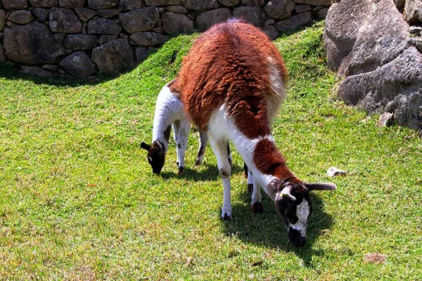 Llamas Alpacas Peru — Stock Photo, Image