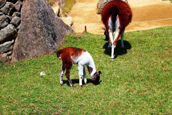 Lama Alpaca Peru — Stockfoto