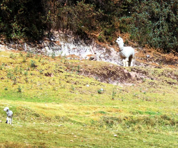 Lamas Und Alpakas Peru — Stockfoto