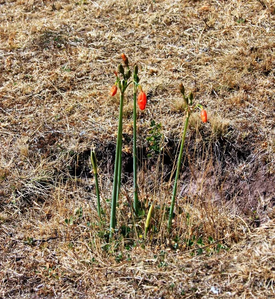 Plant Met Oranje Bloemen — Stockfoto