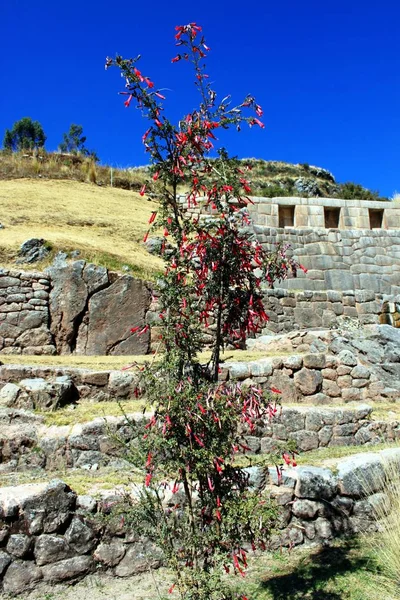 Cantua Vor Der Inca Ruine Tambomachay — Stockfoto