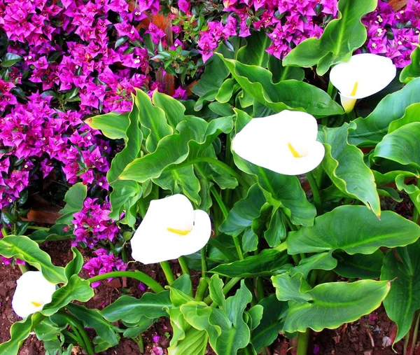 Calla Flowerbed — Stock Photo, Image