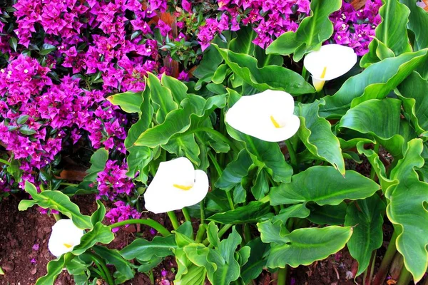 Calla Flowerbed — Stock Photo, Image