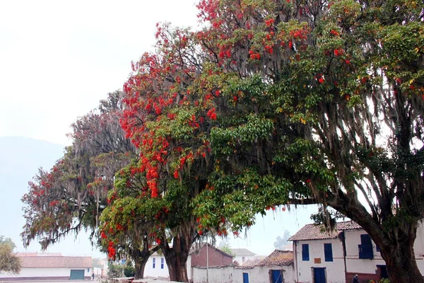 Coral Tree Στο Χωριό Άνδεις — Φωτογραφία Αρχείου