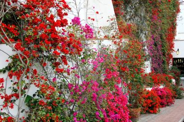 Çok güzel çiçekli Bougainvillae arka