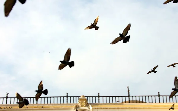 Tauben Der Luft — Stockfoto