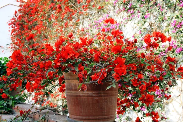 Magnifique Floraison Bougainvillae Dans Cour Arrière — Photo