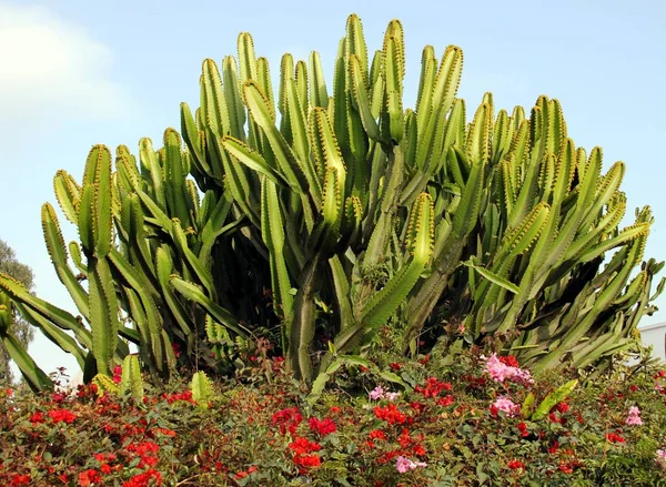 Jardín Cactus —  Fotos de Stock