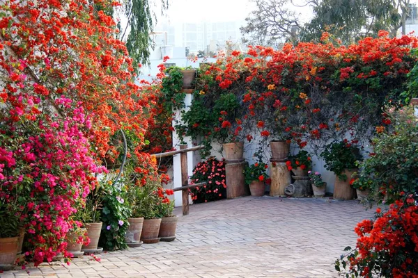 在后院华丽的开花 Bougainvillae — 图库照片