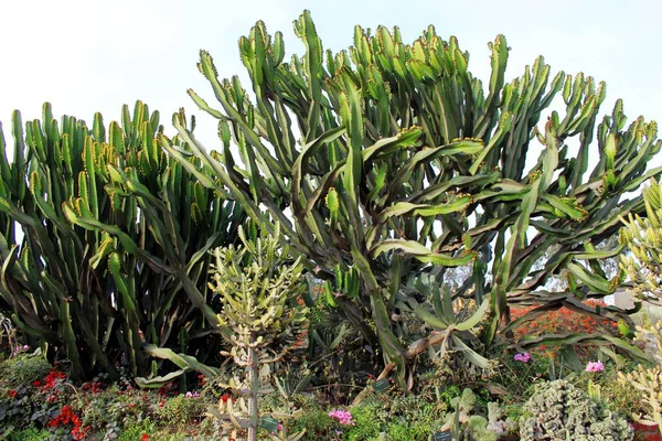 Kaktusz Kert — Stock Fotó