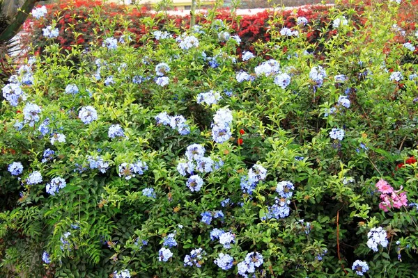 Arbusto Com Flores Azuis — Fotografia de Stock