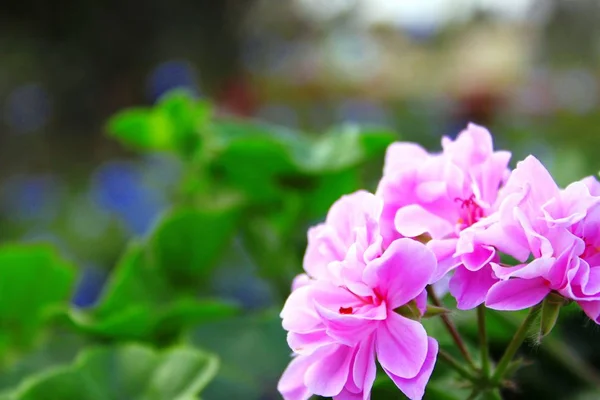 Rosa Blühende Geranien Garten — Stockfoto