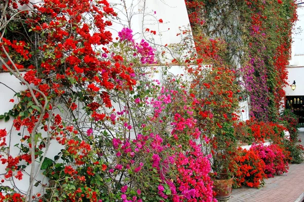 Çok güzel çiçekli Bougainvillae arka