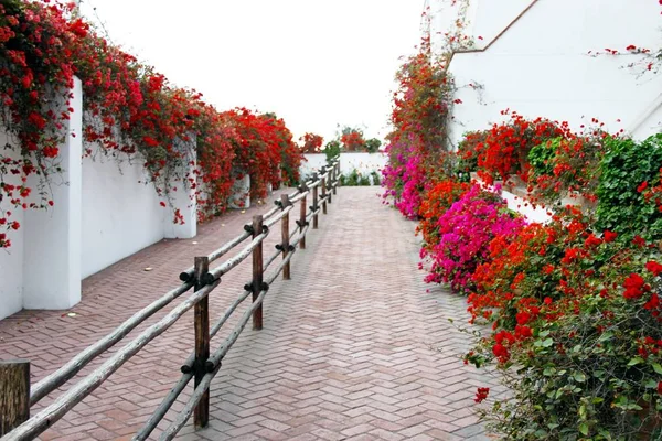 Floração Lindo Bougainvillae Quintal — Fotografia de Stock