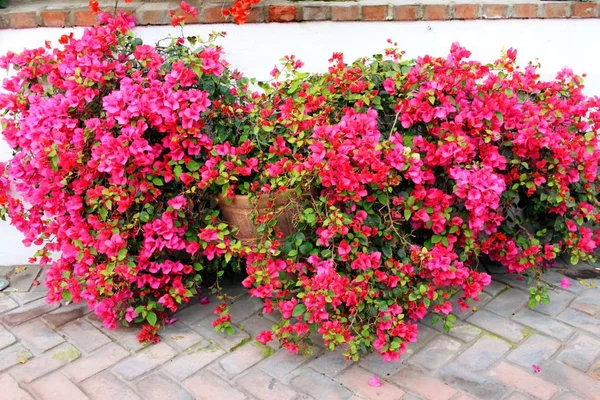 Gorgeous Flowering Bougainvillae Backyard — Stock Photo, Image