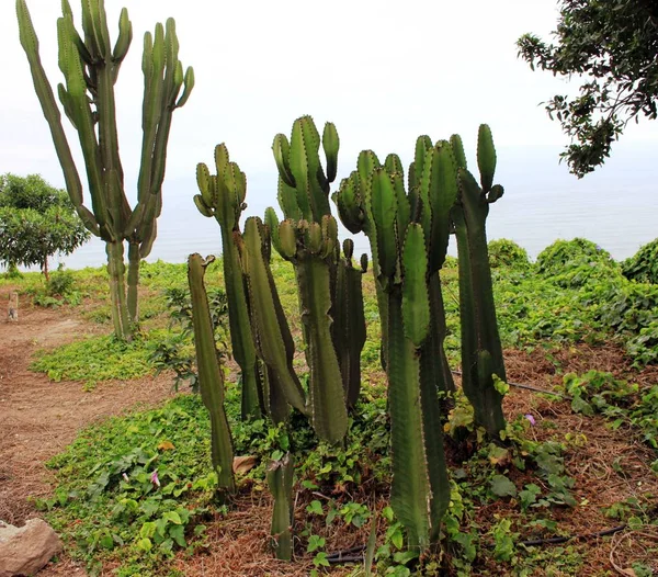 Jardim Cacto — Fotografia de Stock