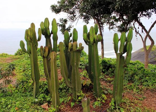 Jardim Cacto — Fotografia de Stock