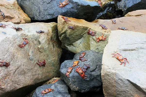 太平洋红崖蟹 — 图库照片