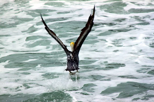 Pelikan Pacyfiku — Zdjęcie stockowe