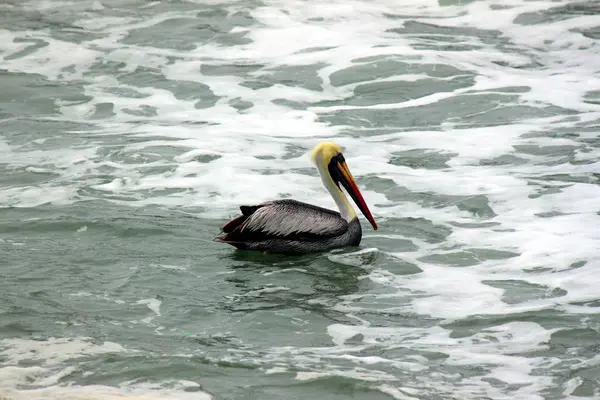 Pelican Pacific — Stock Photo, Image
