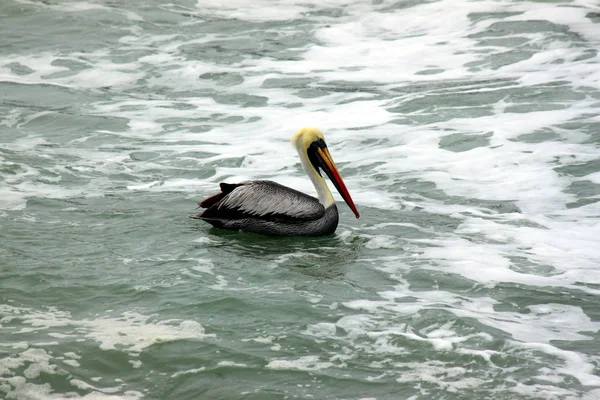 Pelican Pacific — Stock Photo, Image