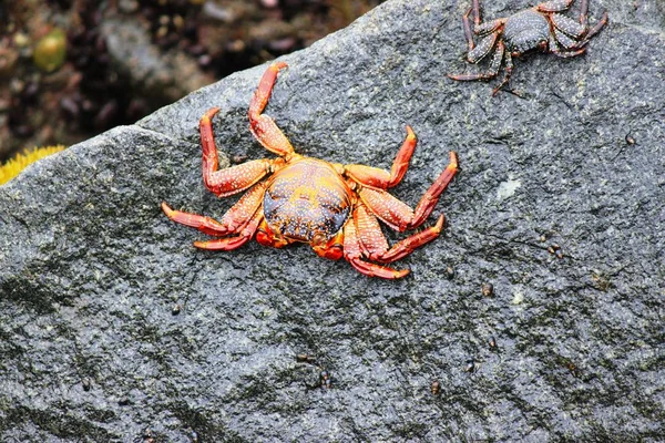 Crabe Des Falaises Rouges Sur Pacifique Photo De Stock