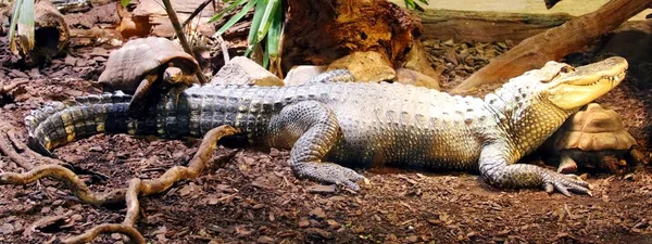 Krokodil Houdt Twee Schildpadden — Stockfoto