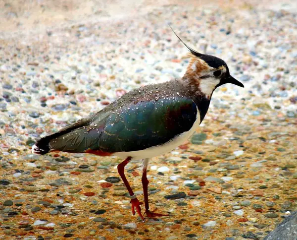 Strutting Lambendo Praia — Fotografia de Stock