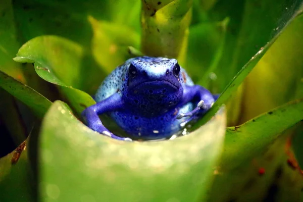 Tropikalne Żaby Dżungli — Zdjęcie stockowe