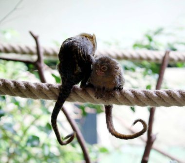 meraklı capuchin maymun çift