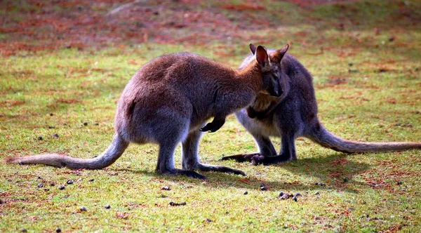 Kangaroo Meadow — Stock Photo, Image