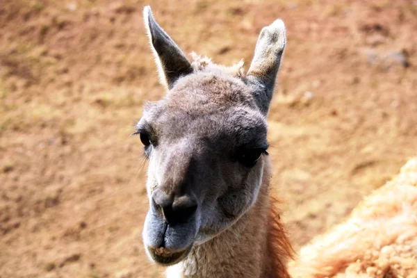 Very Friendly Looking Llama — Stock Photo, Image