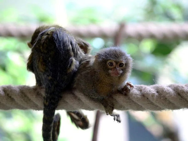 Nyfiken Capuchin Monkey Par — Stockfoto