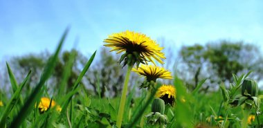Baharda karahindiba çiçekler