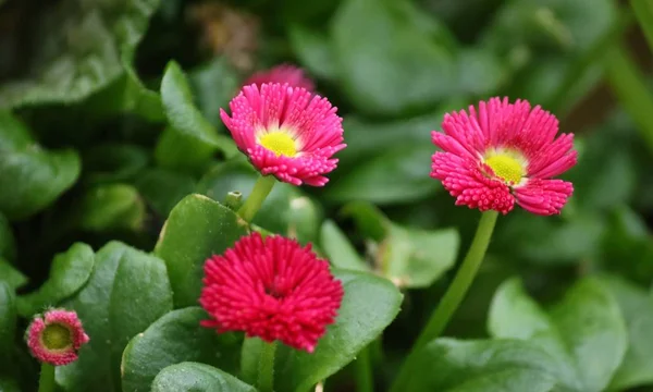 Mooie Madeliefjes Het Voorjaar — Stockfoto