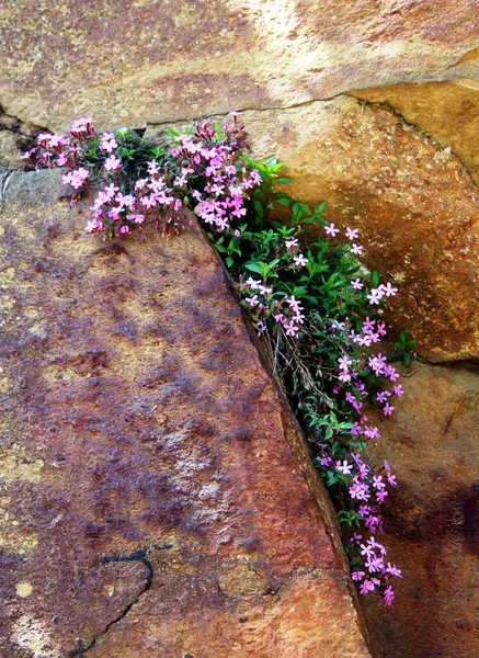 Alpenplanten Zomer — Stockfoto