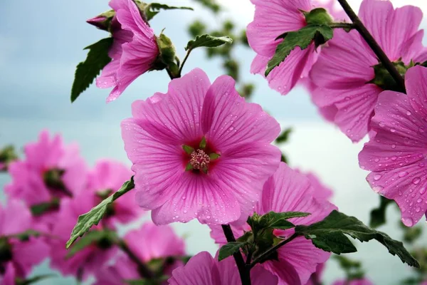 Рожеві Квіти Мальви — стокове фото